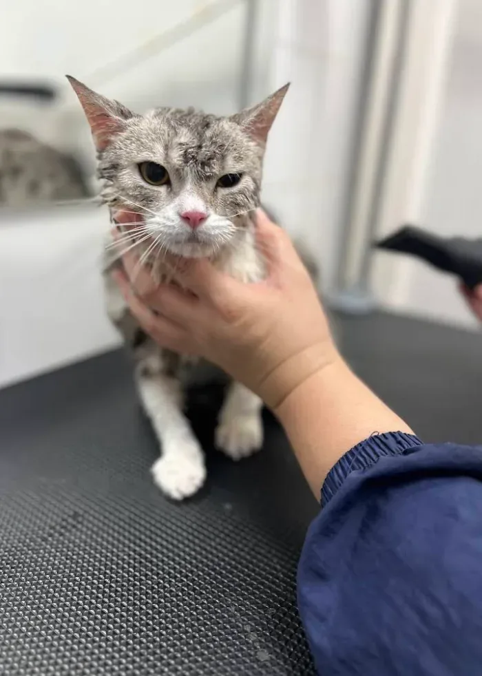 โรงพยาบาลสัตว์ชัดเจน บางบัวทอง นนทบุรี I ChudJen Animal Hospital
