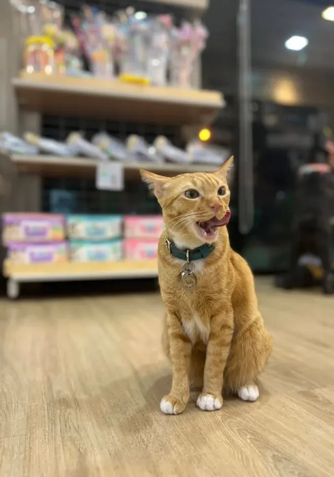 โรงพยาบาลสัตว์ชัดเจน บางบัวทอง นนทบุรี I ChudJen Animal Hospital คลินิก-โรงพยาบาลสัตว์ นนทบุรี 5