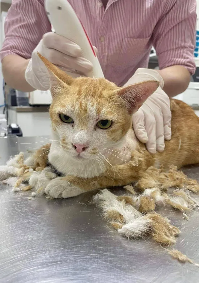 โรงพยาบาลสัตว์ชัดเจน บางบัวทอง นนทบุรี I ChudJen Animal Hospital คลินิก-โรงพยาบาลสัตว์ นนทบุรี 6