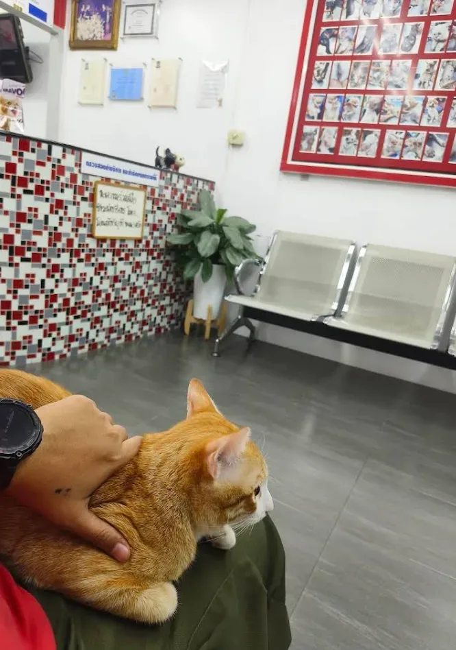คลินิกรักษาสัตว์ หมอหนึ่ง คลินิก-โรงพยาบาลสัตว์ นนทบุรี 3