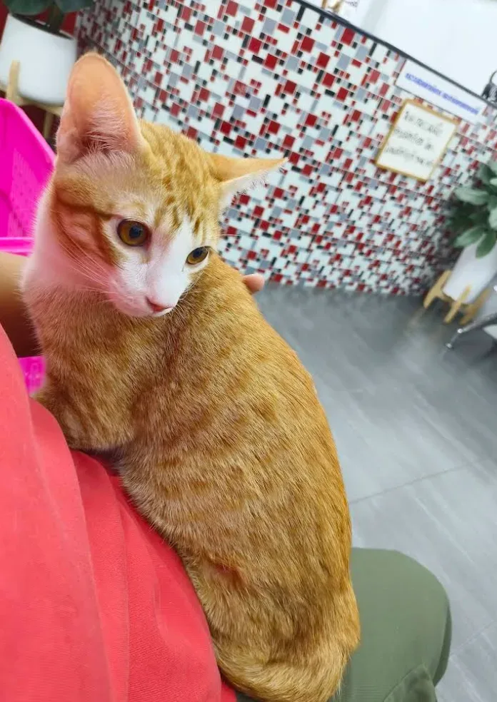 คลินิกรักษาสัตว์ หมอหนึ่ง คลินิก-โรงพยาบาลสัตว์ นนทบุรี 5