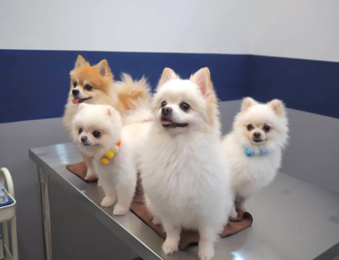 โรงพยาบาล​สัตว์​เพ็ทไดอารี่ -​ Pet Diary animal hospital คลินิก-โรงพยาบาลสัตว์ นนทบุรี 3