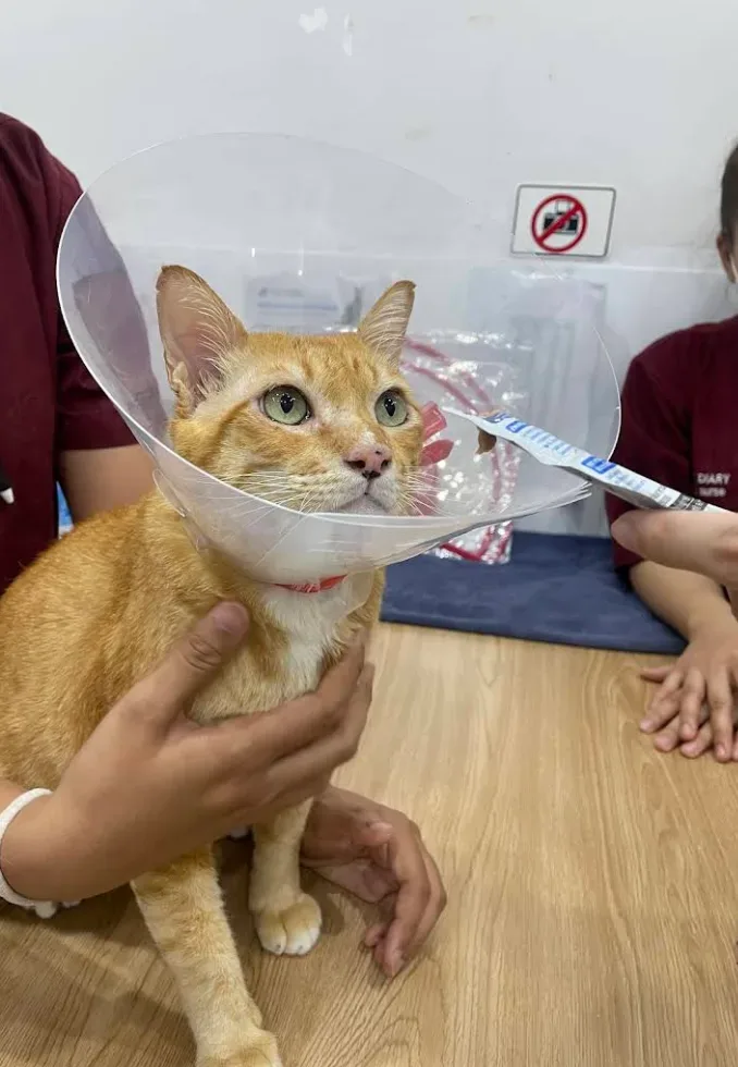 โรงพยาบาล​สัตว์​เพ็ทไดอารี่ -​ Pet Diary animal hospital คลินิก-โรงพยาบาลสัตว์ นนทบุรี 5
