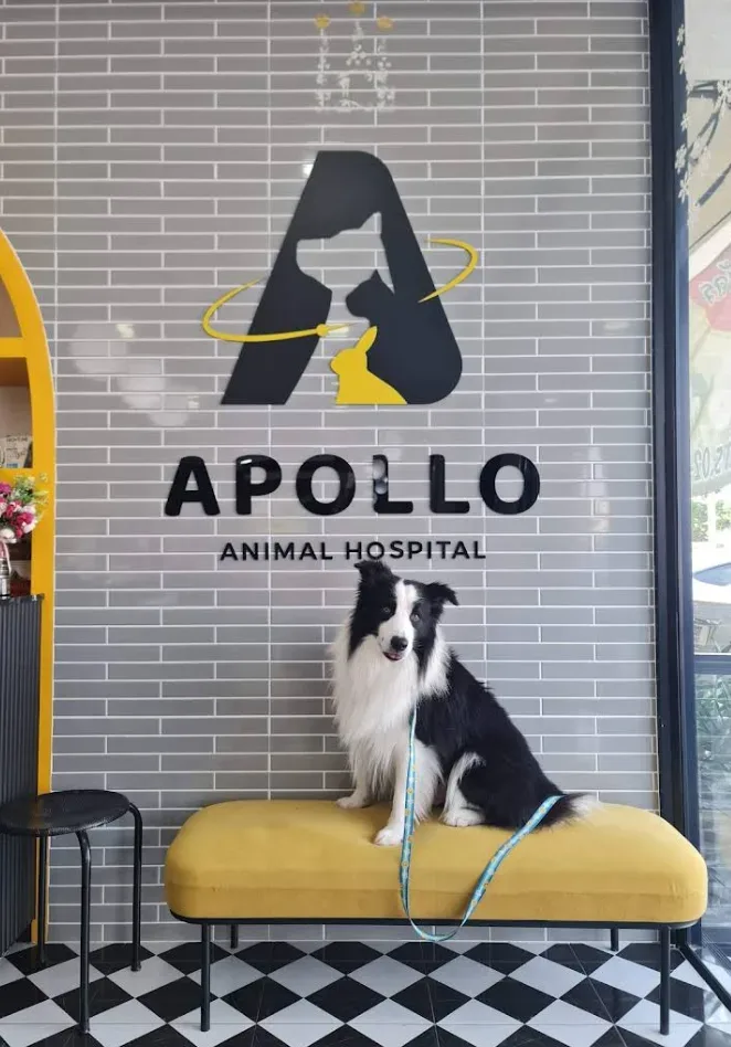 โรงพยาบาลสัตว์อะพอลโล Apollo Animal Hospital คลินิก-โรงพยาบาลสัตว์ นนทบุรี 5