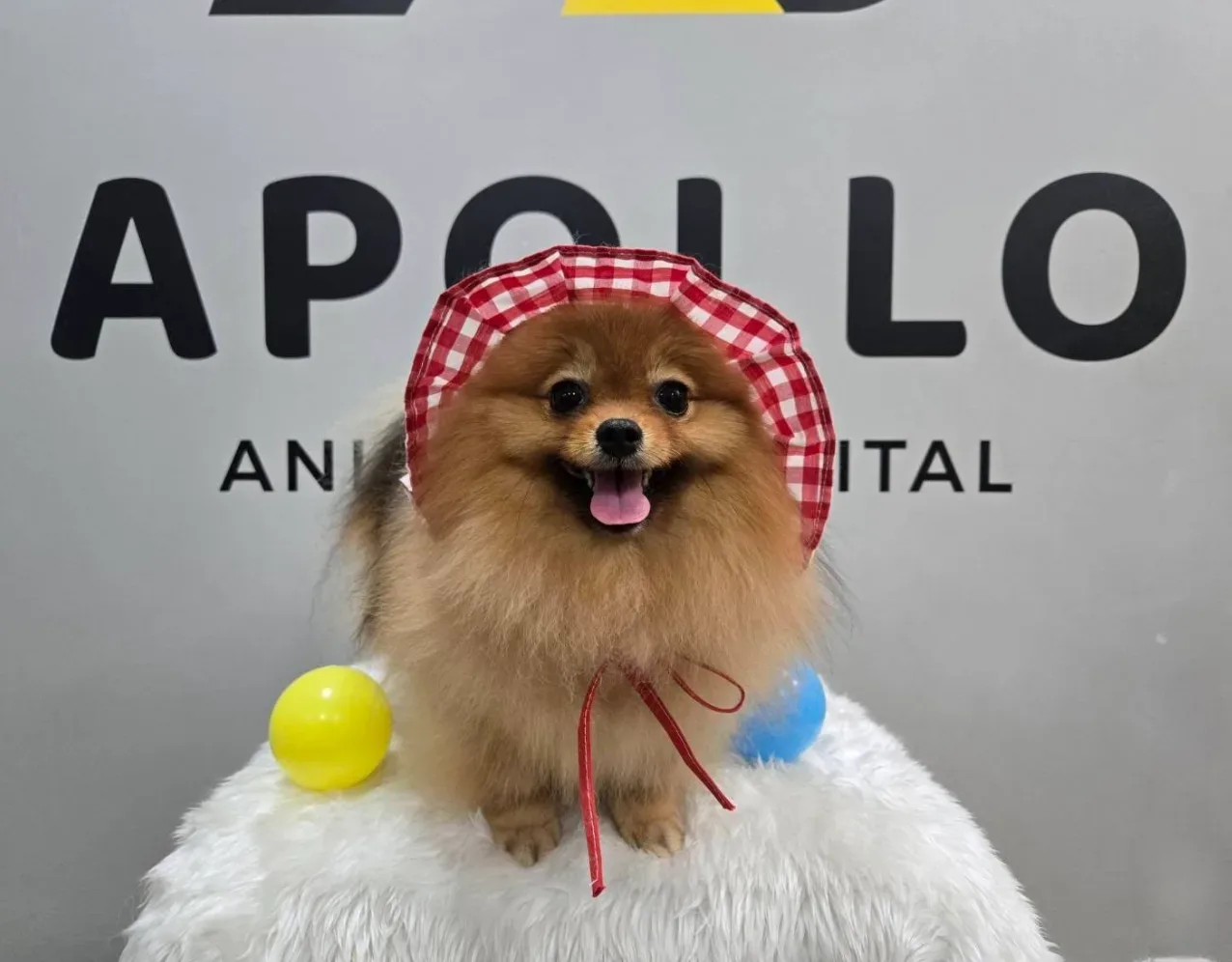 โรงพยาบาลสัตว์อะพอลโล Apollo Animal Hospital คลินิก-โรงพยาบาลสัตว์ นนทบุรี 6