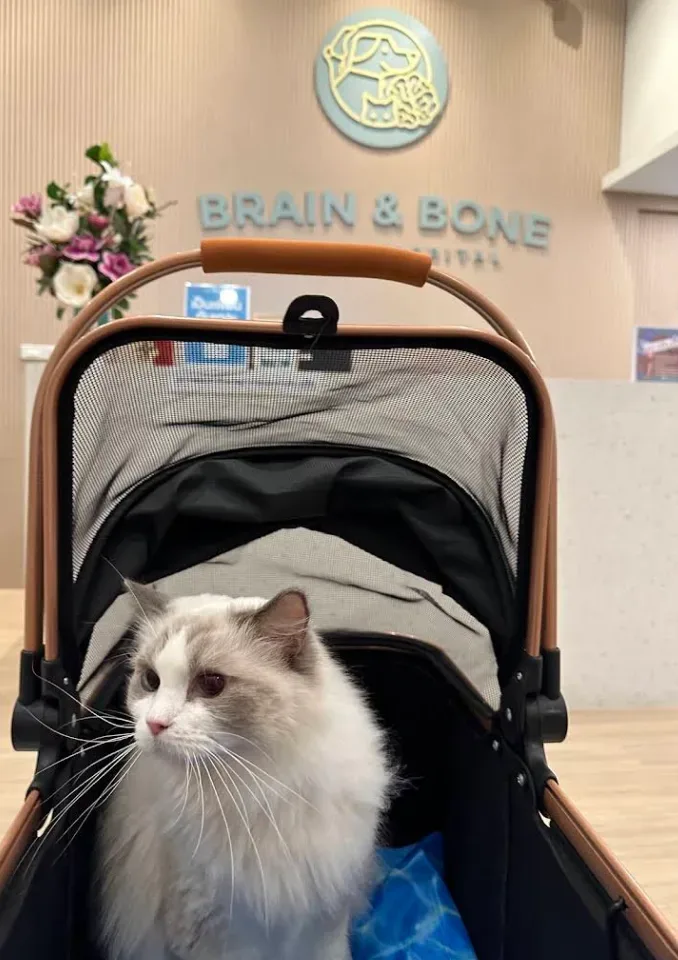 โรงพยาบาลสัตว์เบรนแอนด์โบน Brain and Bone Animal Hospital คลินิก-โรงพยาบาลสัตว์ นนทบุรี 2