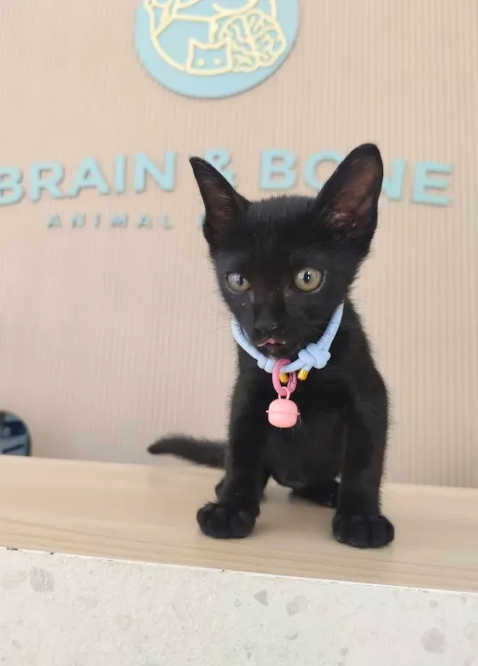 โรงพยาบาลสัตว์เบรนแอนด์โบน Brain and Bone Animal Hospital คลินิก-โรงพยาบาลสัตว์ นนทบุรี 4