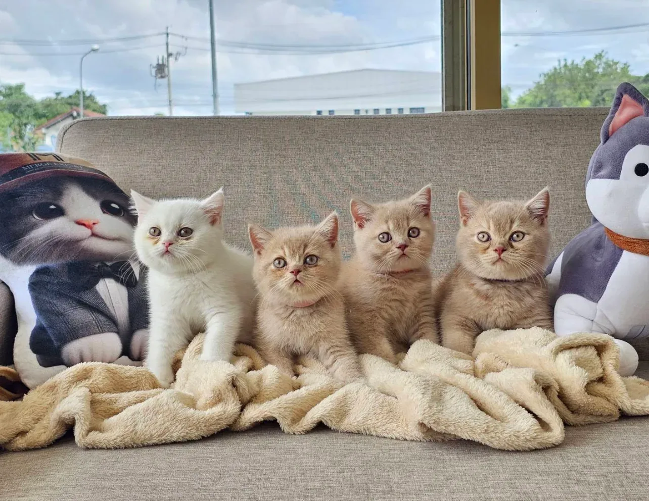 โรงพยาบาลสัตว์อนันต์ ANAN Animal Hospital คลินิก-โรงพยาบาลสัตว์ นนทบุรี 2