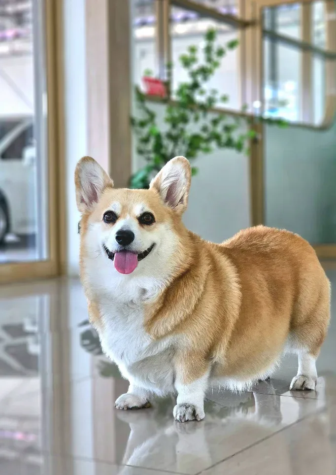 โรงพยาบาลสัตว์อนันต์ ANAN Animal Hospital คลินิก-โรงพยาบาลสัตว์ นนทบุรี 4