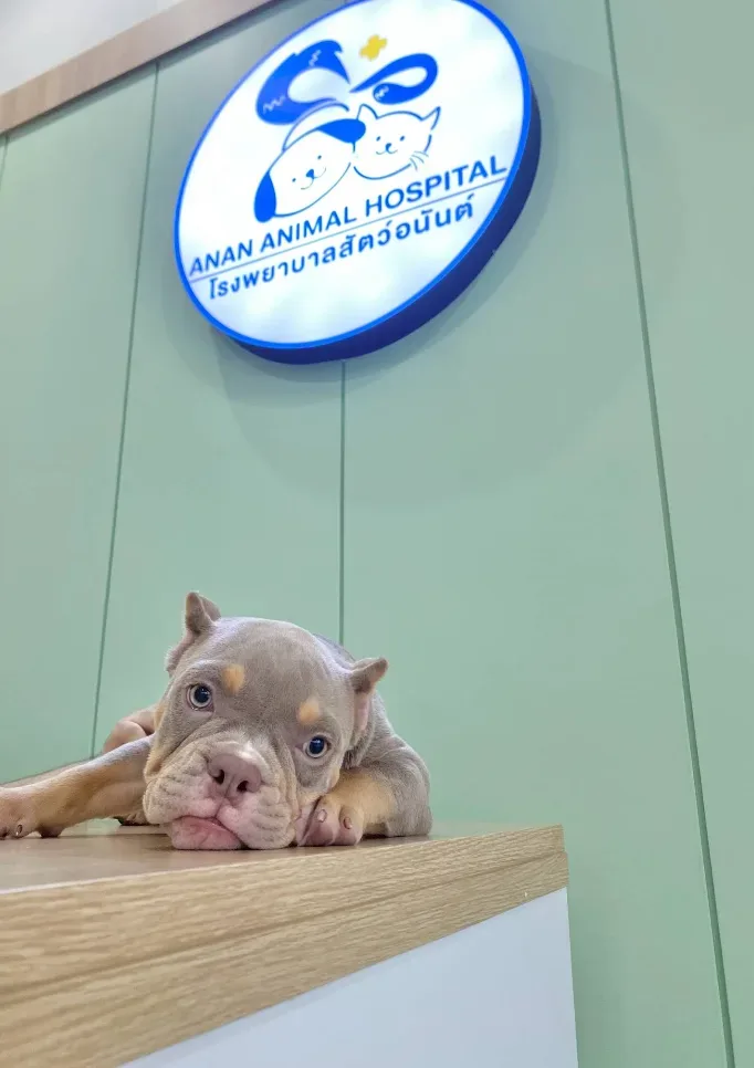 โรงพยาบาลสัตว์อนันต์ ANAN Animal Hospital คลินิก-โรงพยาบาลสัตว์ นนทบุรี 5