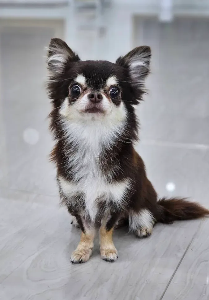 โรงพยาบาลสัตว์อนันต์ ANAN Animal Hospital คลินิก-โรงพยาบาลสัตว์ นนทบุรี 6