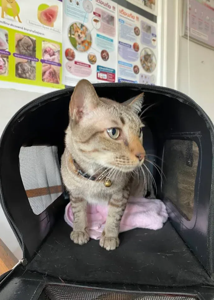 PetVille Veterinary Clinic คลินิก-โรงพยาบาลสัตว์ นนทบุรี 3