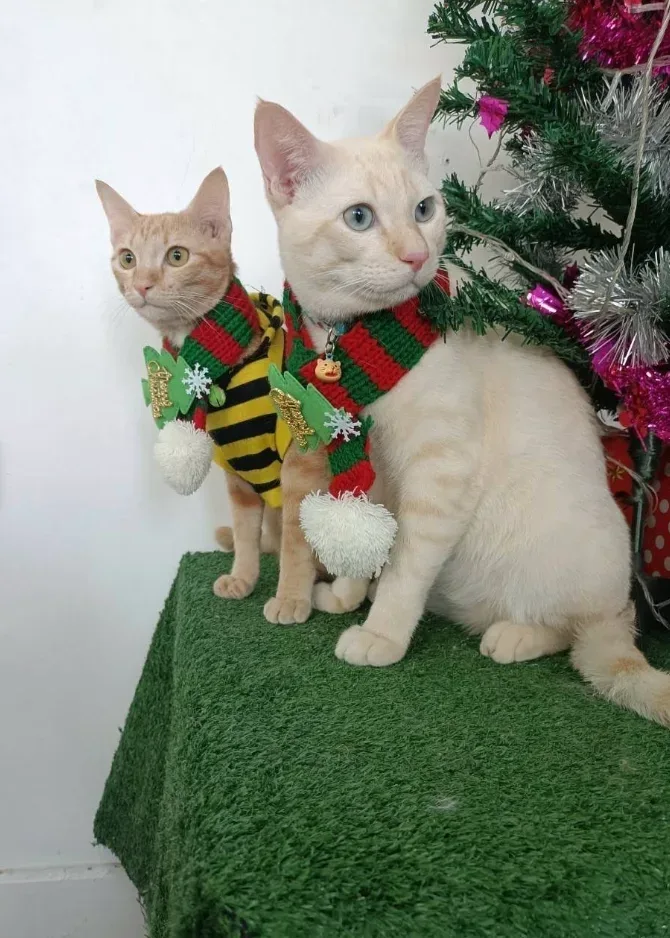 PetVille Veterinary Clinic คลินิก-โรงพยาบาลสัตว์ นนทบุรี 5
