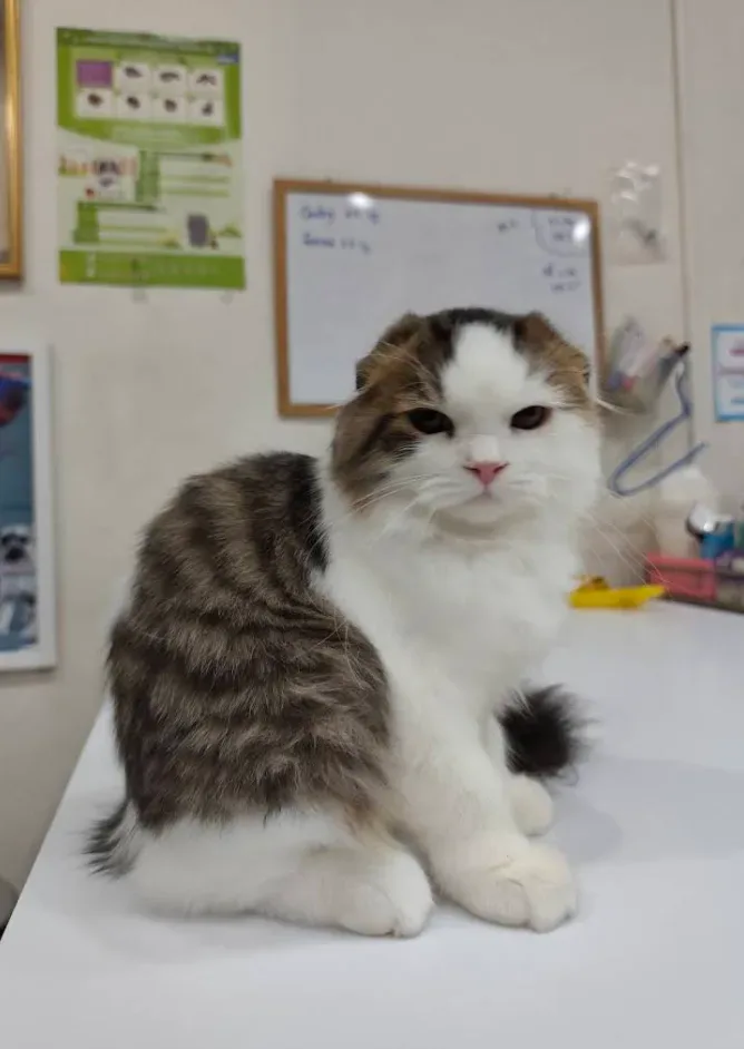 PetVille Veterinary Clinic คลินิก-โรงพยาบาลสัตว์ นนทบุรี 6