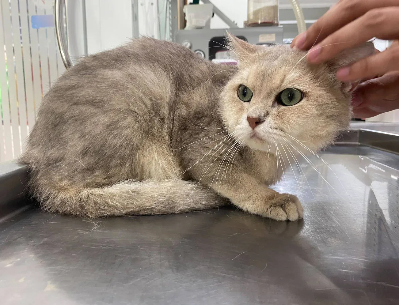 คลินิกรักษาสัตว์ของคุณ: Your Pet Clinic คลินิก-โรงพยาบาลสัตว์ นนทบุรี 2