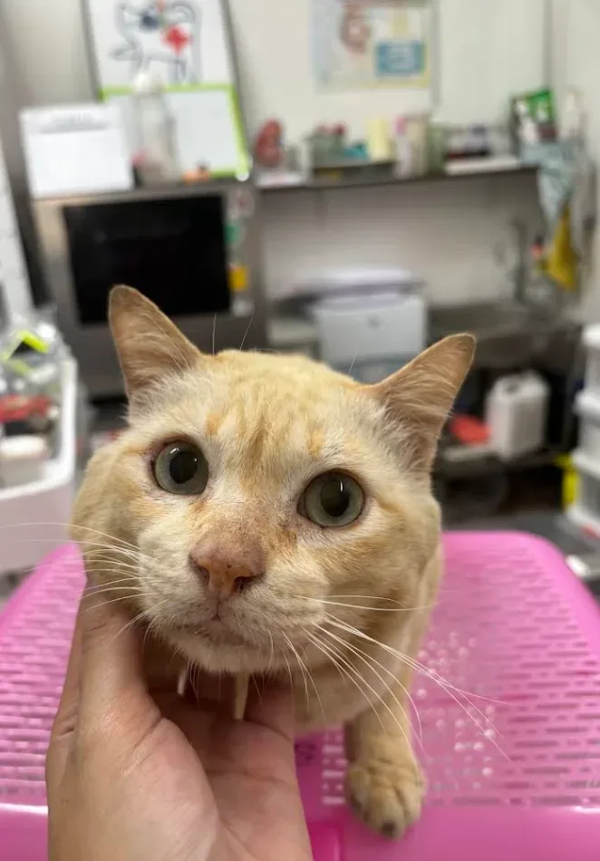 คลินิกรักษาสัตว์ของคุณ: Your Pet Clinic คลินิก-โรงพยาบาลสัตว์ นนทบุรี 3
