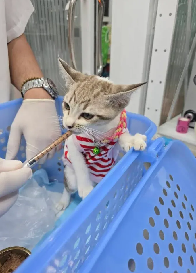 คลินิกรักษาสัตว์ของคุณ: Your Pet Clinic คลินิก-โรงพยาบาลสัตว์ นนทบุรี 4