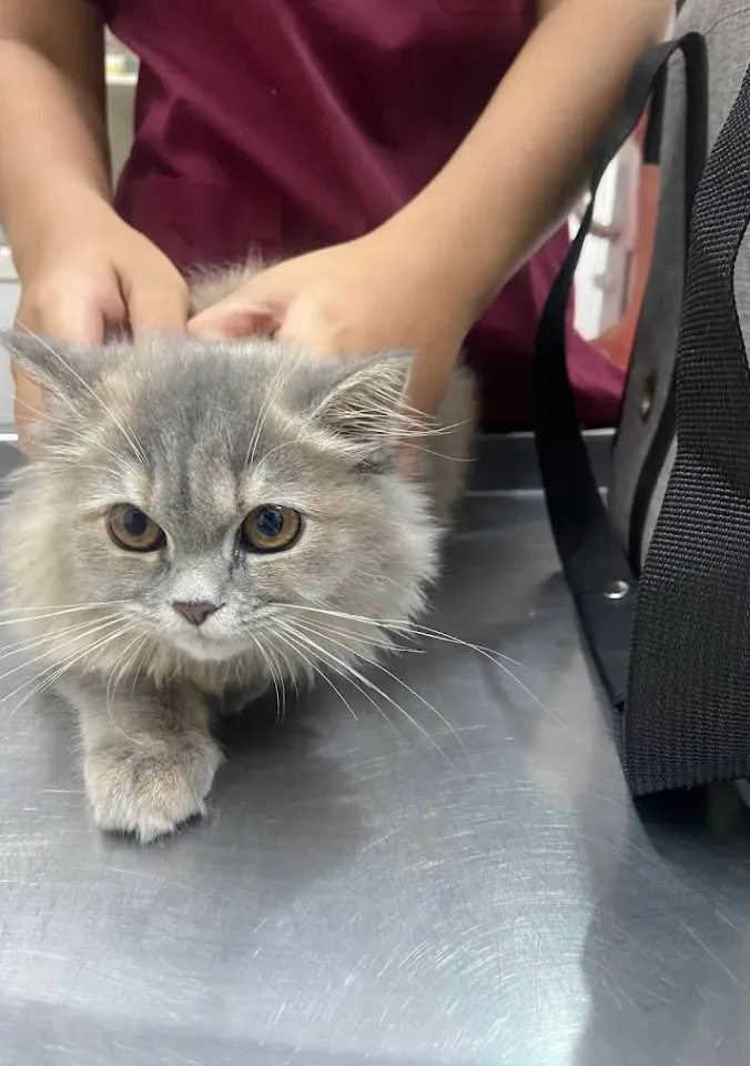 คลินิกรักษาสัตว์ของคุณ: Your Pet Clinic คลินิก-โรงพยาบาลสัตว์ นนทบุรี 5