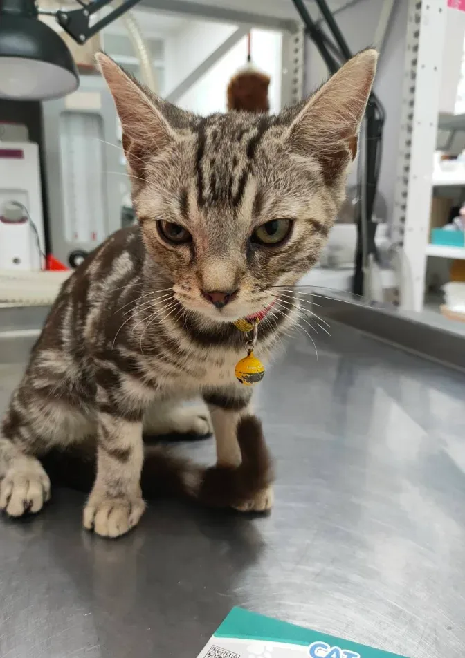 คลินิกรักษาสัตว์ของคุณ: Your Pet Clinic คลินิก-โรงพยาบาลสัตว์ นนทบุรี 6