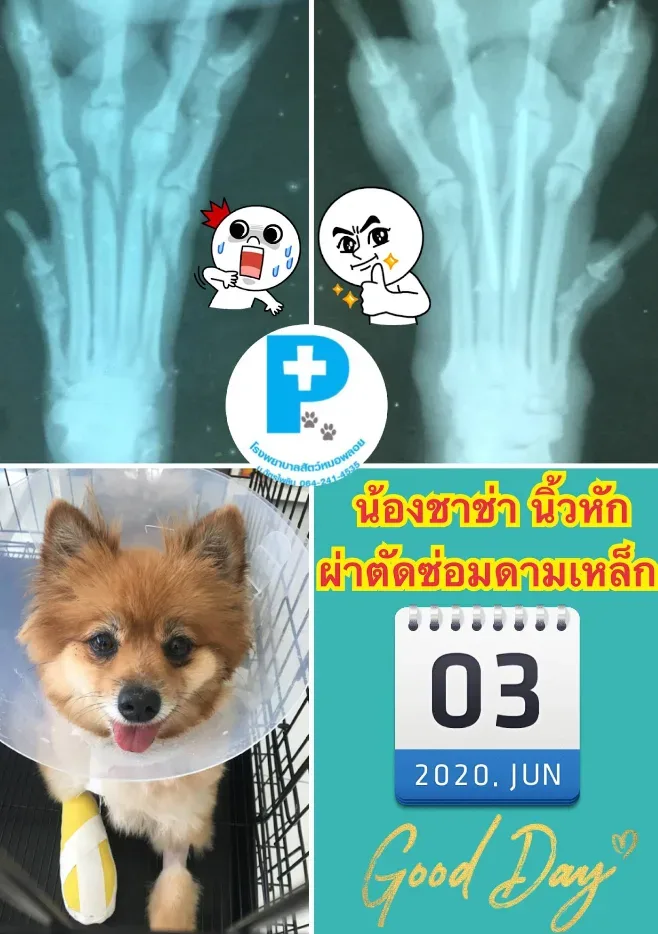 คลินิกพลอยรักษาสัตว์(แยกไทรน้อย)​ คลินิก-โรงพยาบาลสัตว์ นนทบุรี 3