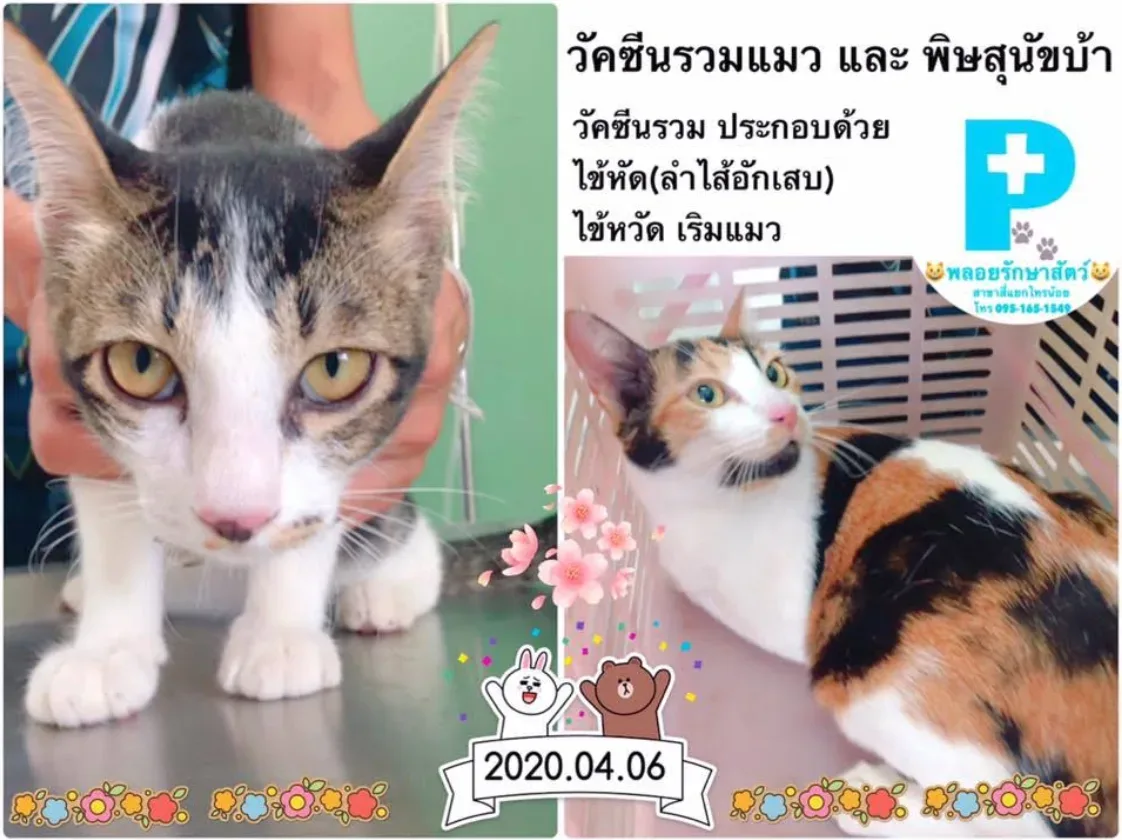 คลินิกพลอยรักษาสัตว์(แยกไทรน้อย)​ คลินิก-โรงพยาบาลสัตว์ นนทบุรี 4