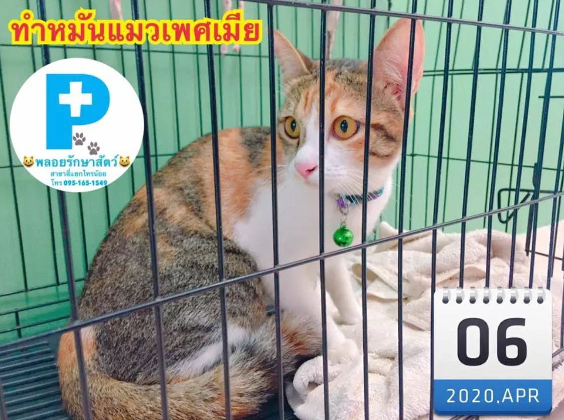 คลินิกพลอยรักษาสัตว์(แยกไทรน้อย)​ คลินิก-โรงพยาบาลสัตว์ นนทบุรี 5