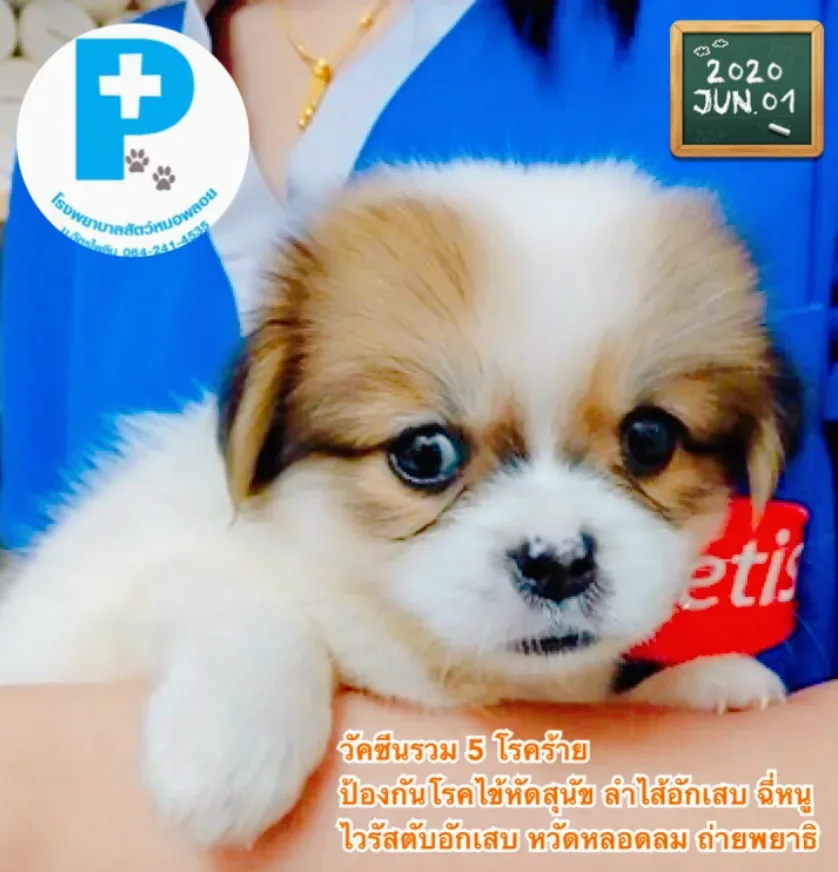 คลินิกพลอยรักษาสัตว์(แยกไทรน้อย)​ คลินิก-โรงพยาบาลสัตว์ นนทบุรี 6