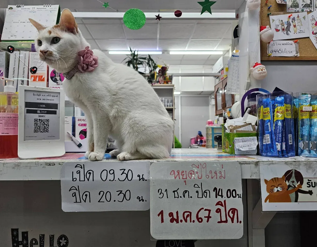สัตวแพทย์เมืองนนท์ คลินิก-โรงพยาบาลสัตว์ นนทบุรี