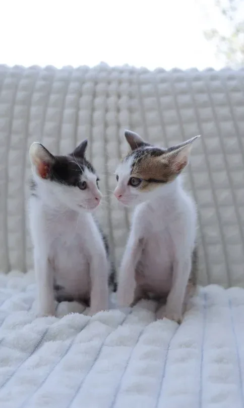 NW Animal Hospital โรงพยาบาลสัตว์ เอ็นดับบลิว ราชพฤกษ์ คลินิก-โรงพยาบาลสัตว์ นนทบุรี 3