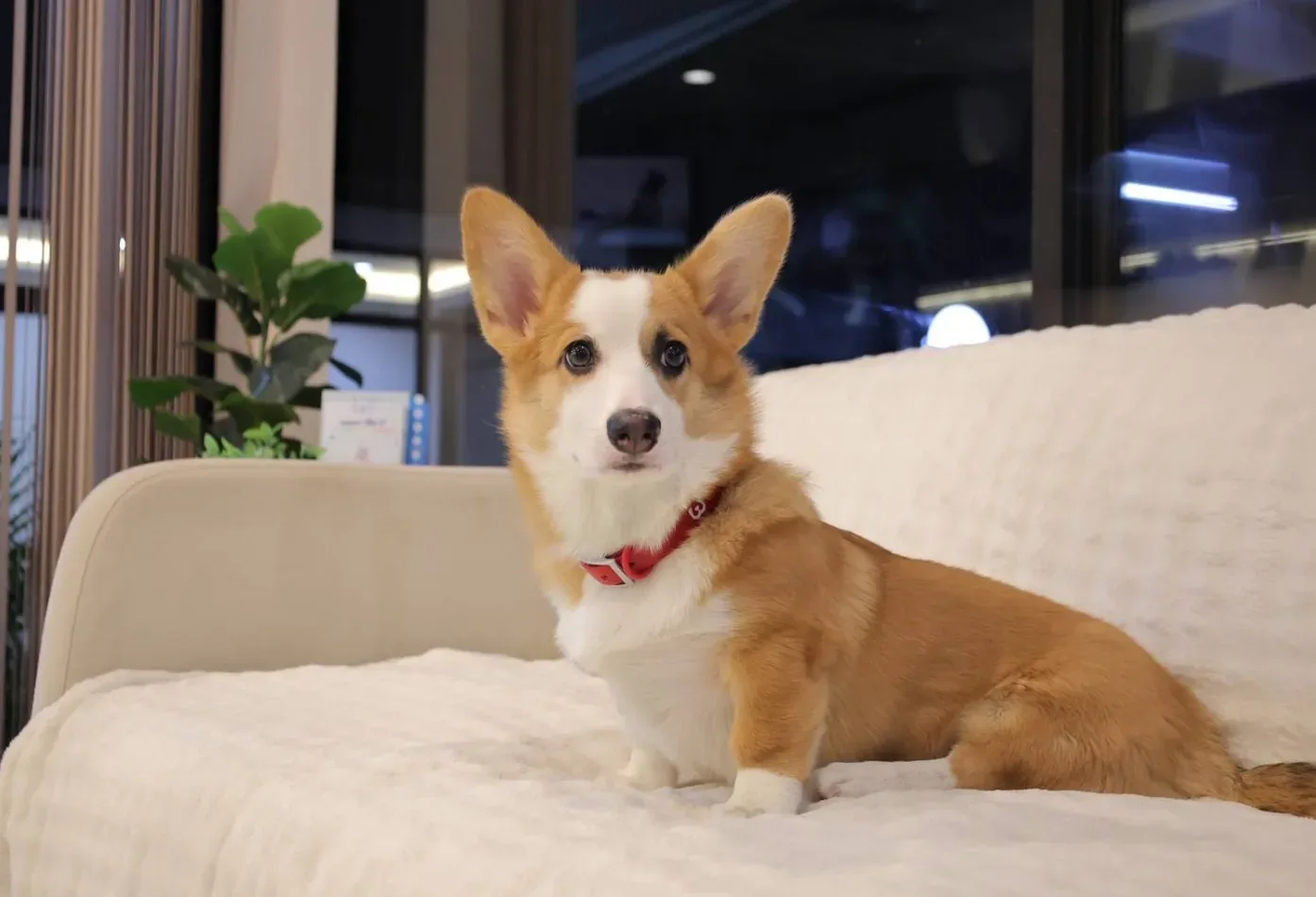 NW Animal Hospital โรงพยาบาลสัตว์ เอ็นดับบลิว ราชพฤกษ์ คลินิก-โรงพยาบาลสัตว์ นนทบุรี 4