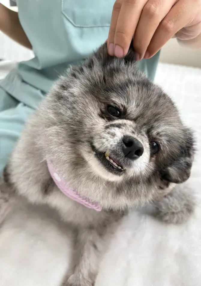 NW Animal Hospital โรงพยาบาลสัตว์ เอ็นดับบลิว ราชพฤกษ์ คลินิก-โรงพยาบาลสัตว์ นนทบุรี 6