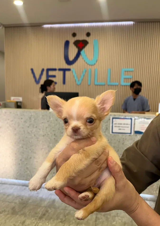Vetville Pet Hospital Ratchaphruek โรงพยาบาลสัตว์เว็ทวิลล์ ราชพฤกษ์ คลินิก-โรงพยาบาลสัตว์ นนทบุรี 6