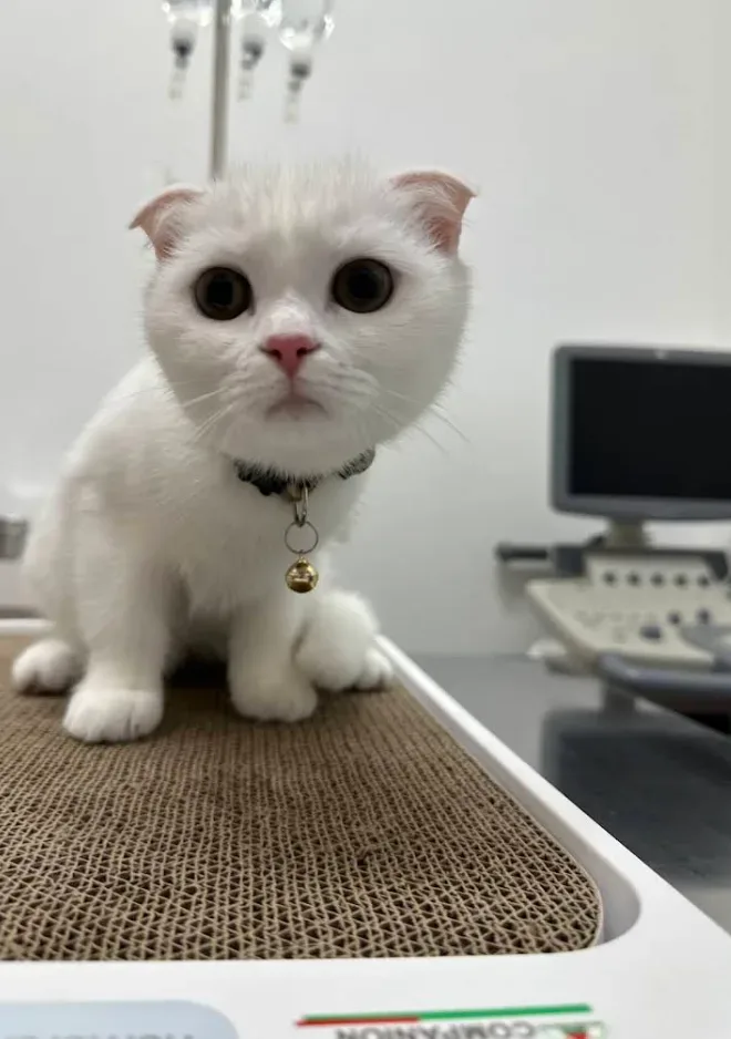 คลินิกรักษาสัตว์เจเอส JS Pet Clinic คลินิก-โรงพยาบาลสัตว์ นนทบุรี