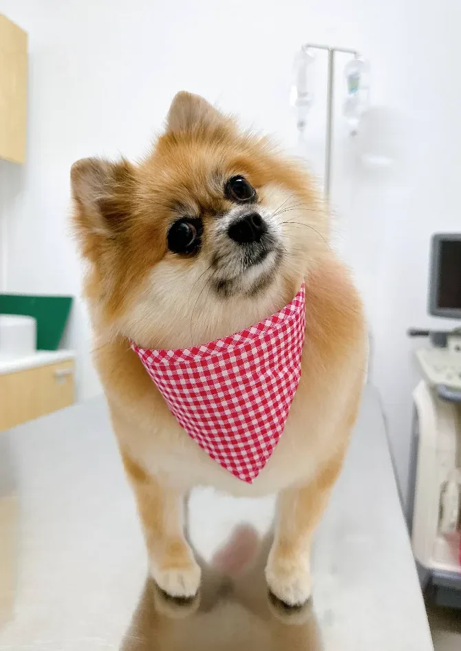 คลินิกรักษาสัตว์เจเอส JS Pet Clinic คลินิก-โรงพยาบาลสัตว์ นนทบุรี 3
