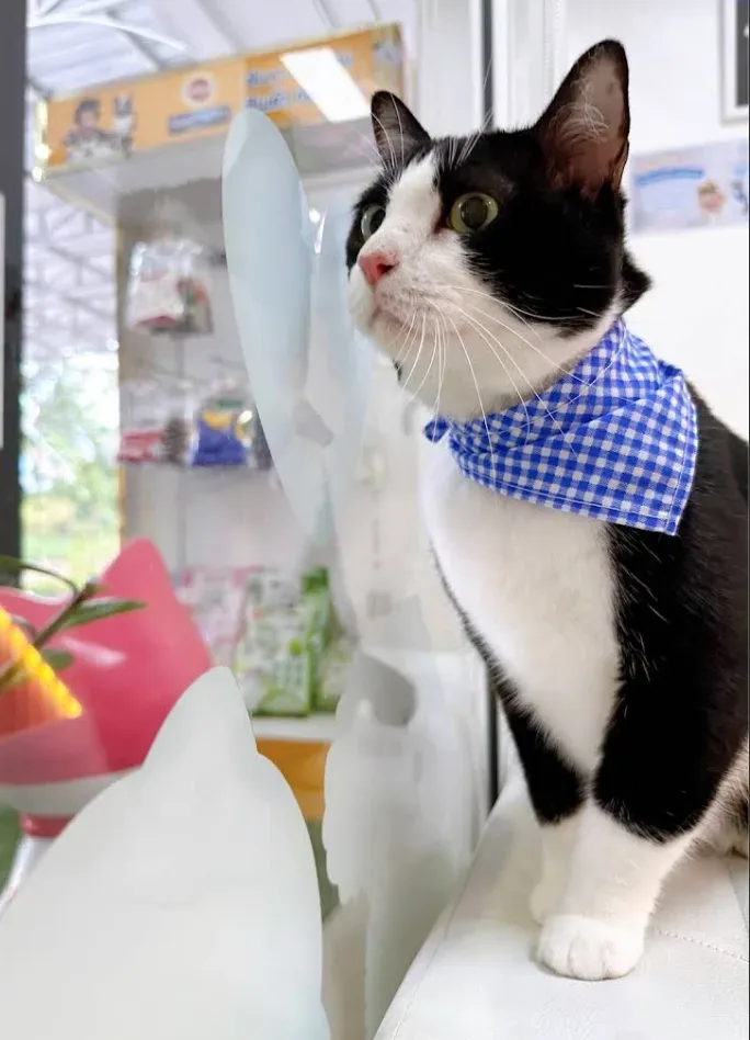 คลินิกรักษาสัตว์เจเอส JS Pet Clinic คลินิก-โรงพยาบาลสัตว์ นนทบุรี 4