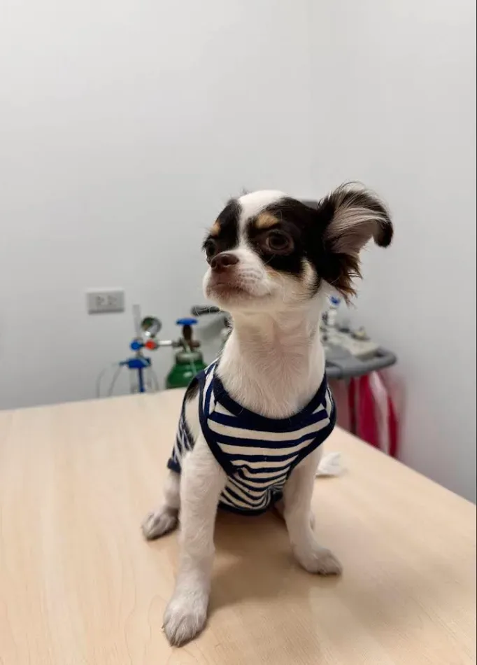คลินิกรักษาสัตว์เจเอส JS Pet Clinic คลินิก-โรงพยาบาลสัตว์ นนทบุรี 5
