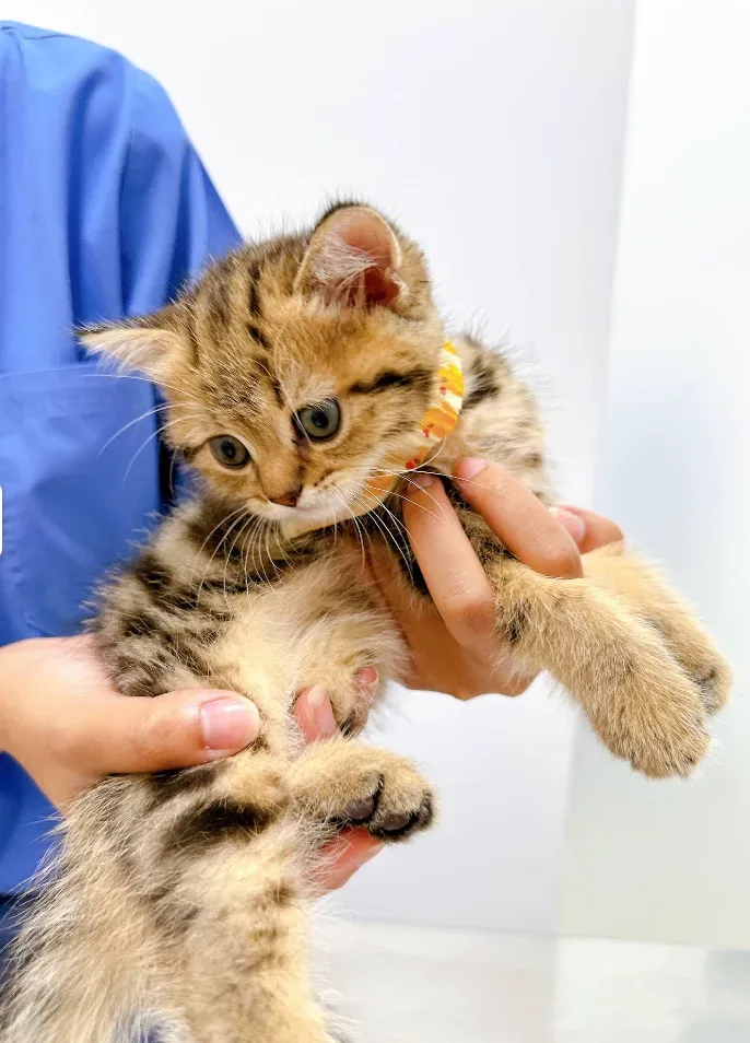 คลินิกรักษาสัตว์เจเอส JS Pet Clinic คลินิก-โรงพยาบาลสัตว์ นนทบุรี 6