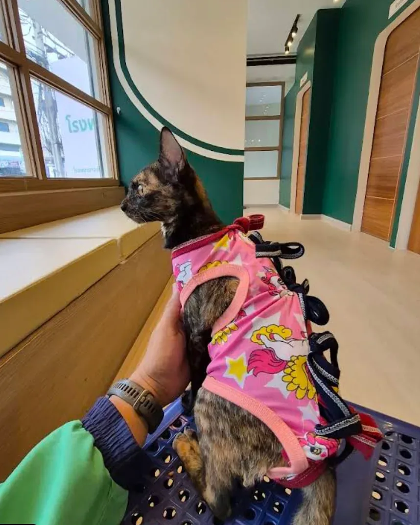 โรงพยาบาลสัตว์โมโมะ สาขา ราชพฤกษ์ นนทบุรี (Momo animal hospital ratchapruek nonthaburi branch) คลินิก-โรงพยาบาลสัตว์ นนทบุรี 6