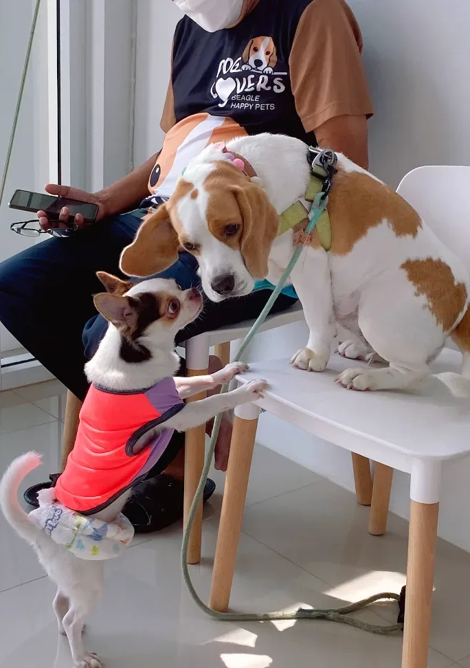 สมอลเพ็ทคลินิก รักษาสัตว์ – SMALL PET CLINIC คลินิก-โรงพยาบาลสัตว์ นนทบุรี