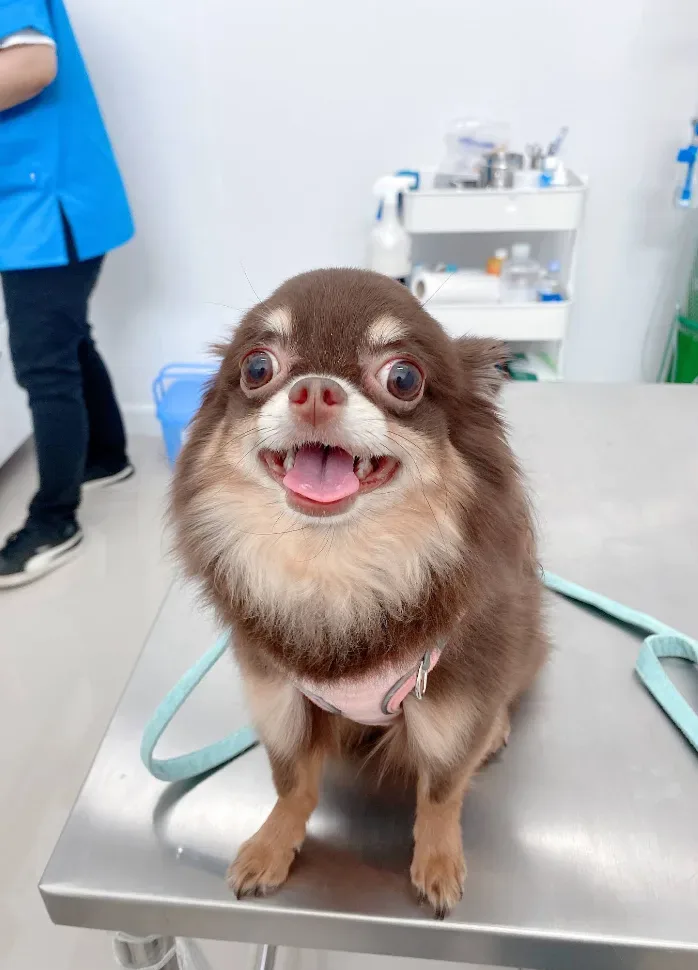 สมอลเพ็ทคลินิก รักษาสัตว์ – SMALL PET CLINIC คลินิก-โรงพยาบาลสัตว์ นนทบุรี 2