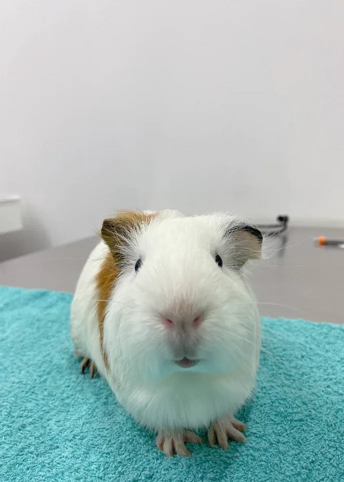 สมอลเพ็ทคลินิก รักษาสัตว์ – SMALL PET CLINIC คลินิก-โรงพยาบาลสัตว์ นนทบุรี 3