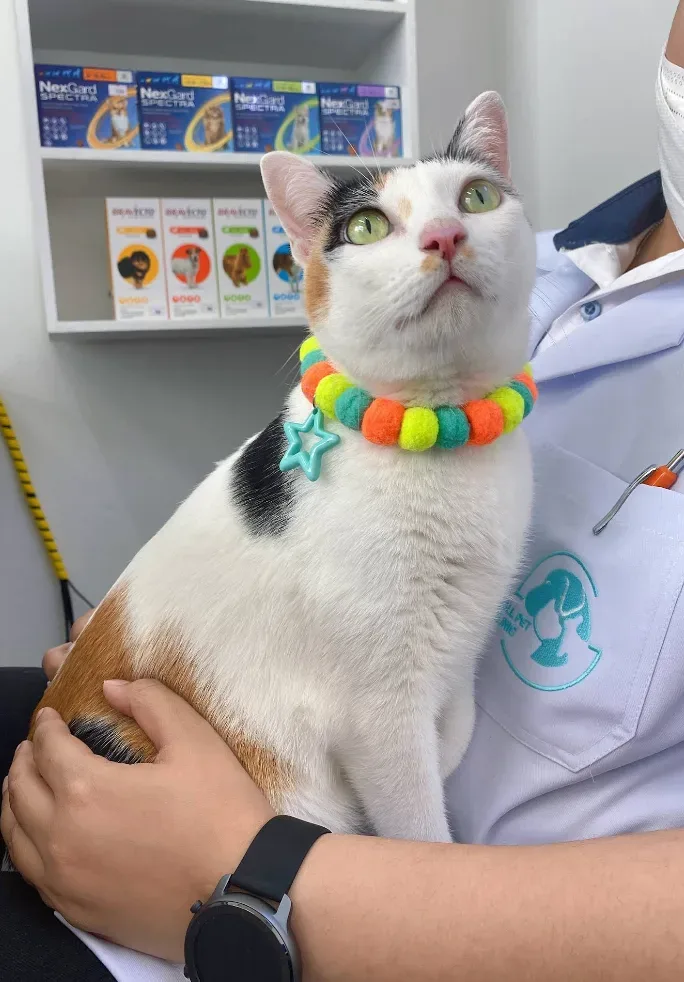 สมอลเพ็ทคลินิก รักษาสัตว์ – SMALL PET CLINIC คลินิก-โรงพยาบาลสัตว์ นนทบุรี 4
