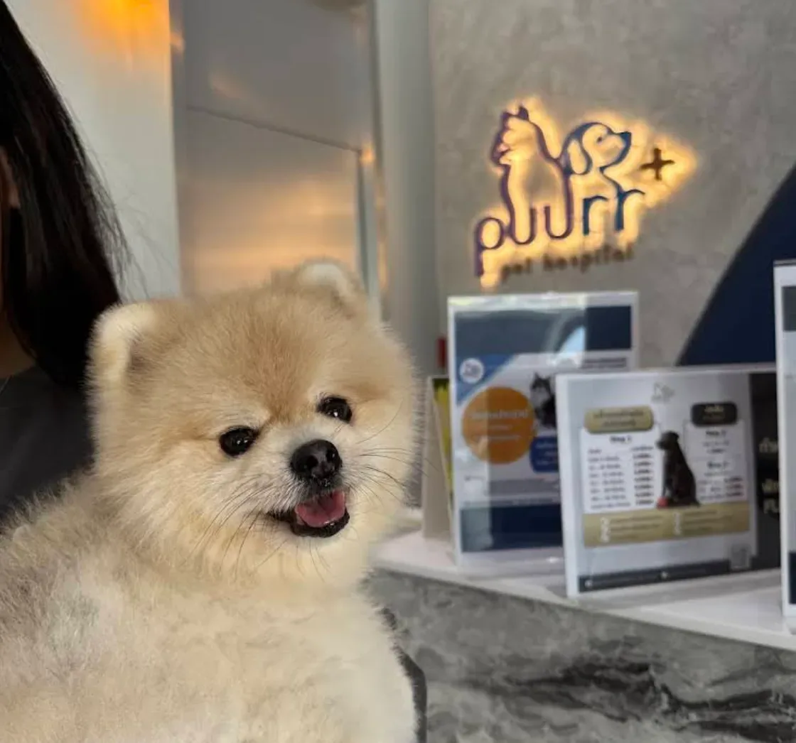 โรงพยาบาลสัตว์เพอร์พลัส พระราม 5 – นครอินทร์ | PUURR+ pet hospital Rama 5 – Nakhon-In br. คลินิก-โรงพยาบาลสัตว์ นนทบุรี