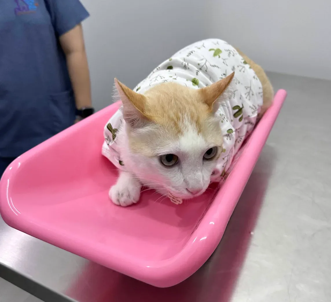 โรงพยาบาลสัตว์เพอร์พลัส พระราม 5 – นครอินทร์ | PUURR+ pet hospital Rama 5 – Nakhon-In br. คลินิก-โรงพยาบาลสัตว์ นนทบุรี 2