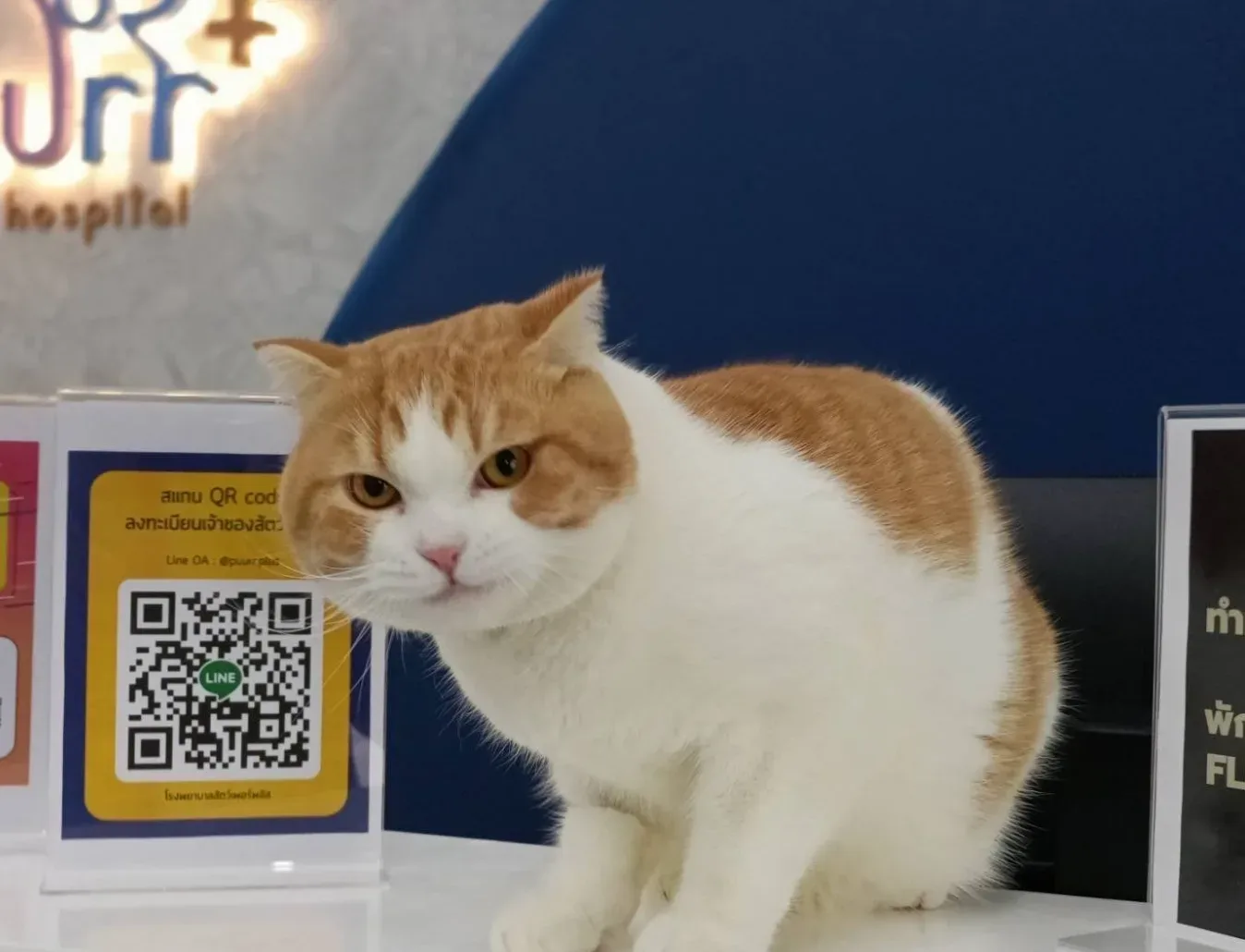 โรงพยาบาลสัตว์เพอร์พลัส พระราม 5 – นครอินทร์ | PUURR+ pet hospital Rama 5 – Nakhon-In br. คลินิก-โรงพยาบาลสัตว์ นนทบุรี 4