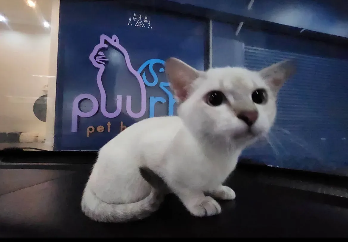 โรงพยาบาลสัตว์เพอร์พลัส พระราม 5 – นครอินทร์ | PUURR+ pet hospital Rama 5 – Nakhon-In br. คลินิก-โรงพยาบาลสัตว์ นนทบุรี 6