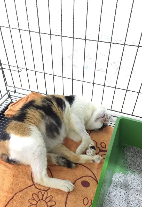 คลินิกรักษาสัตว์ หมอนุส (Dr. Nuch Pet Clinic) คลินิก-โรงพยาบาลสัตว์ นนทบุรี 3