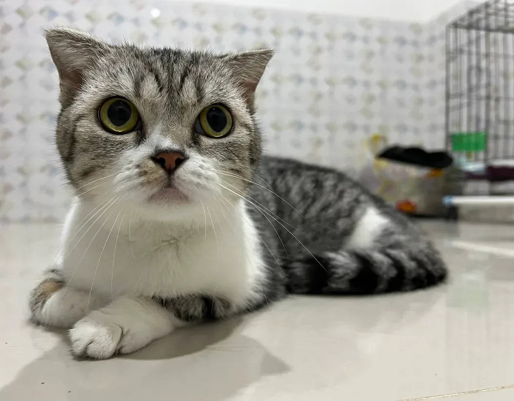 คลินิกรักษาสัตว์ หมอนุส (Dr. Nuch Pet Clinic) คลินิก-โรงพยาบาลสัตว์ นนทบุรี 4