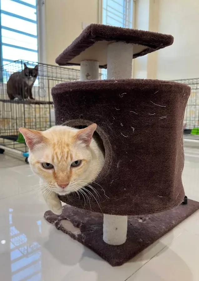 คลินิกรักษาสัตว์ หมอนุส (Dr. Nuch Pet Clinic) คลินิก-โรงพยาบาลสัตว์ นนทบุรี 5